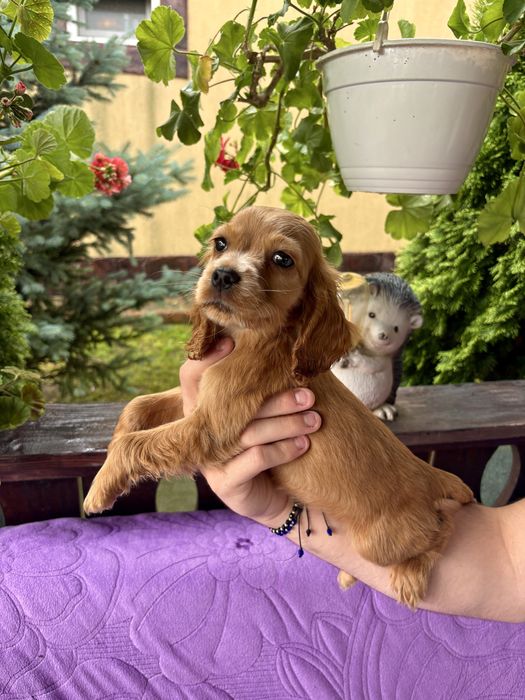 Cocker Spaniel băiat