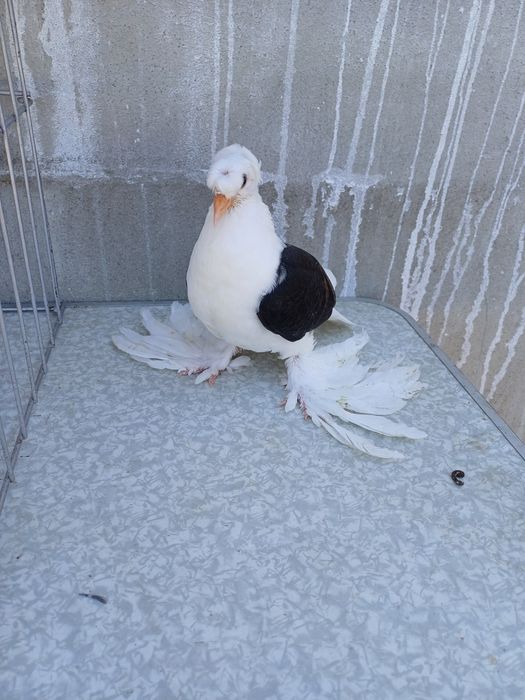 Porumbei rândunele scut