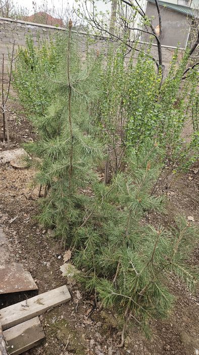 Сосна          .