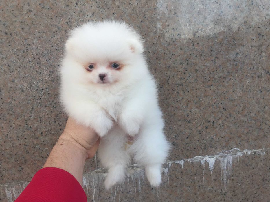 Померанчета мини Померанчета