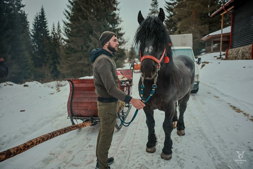 Cal castrat de 7 ani de vanzare
