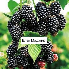 Продам саженцы ежевики
