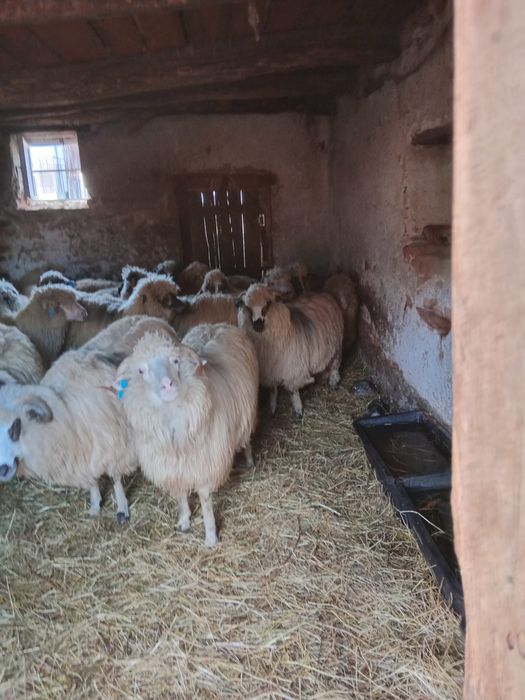 Vand oi mioare gestante