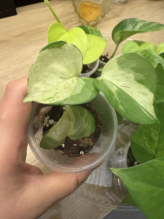 Эпипремнумы разные от 500 тг до 1500тг