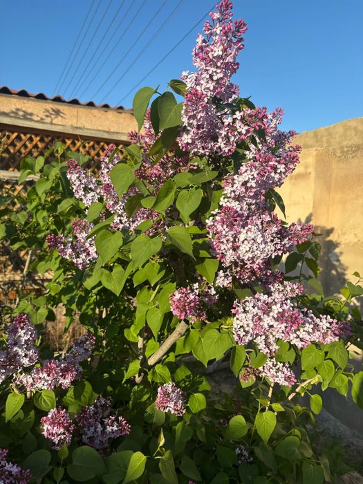 Продаю сирень душистая