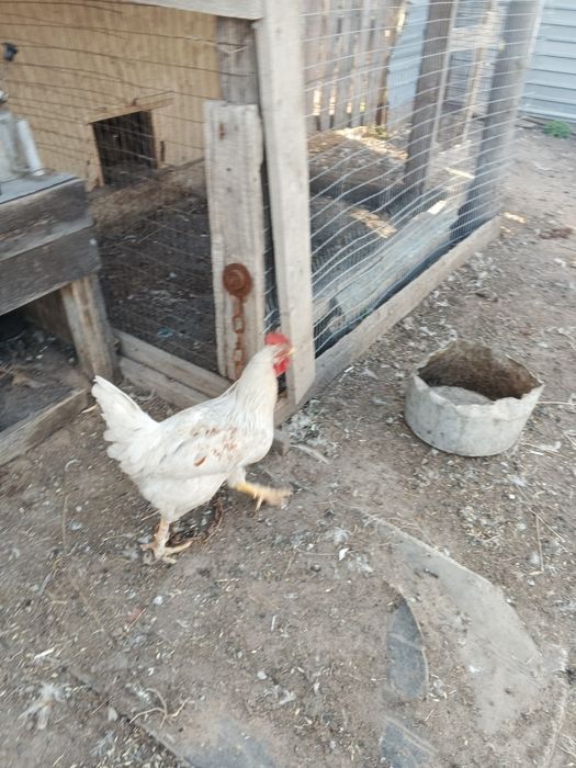 Петухи домашние за 5000