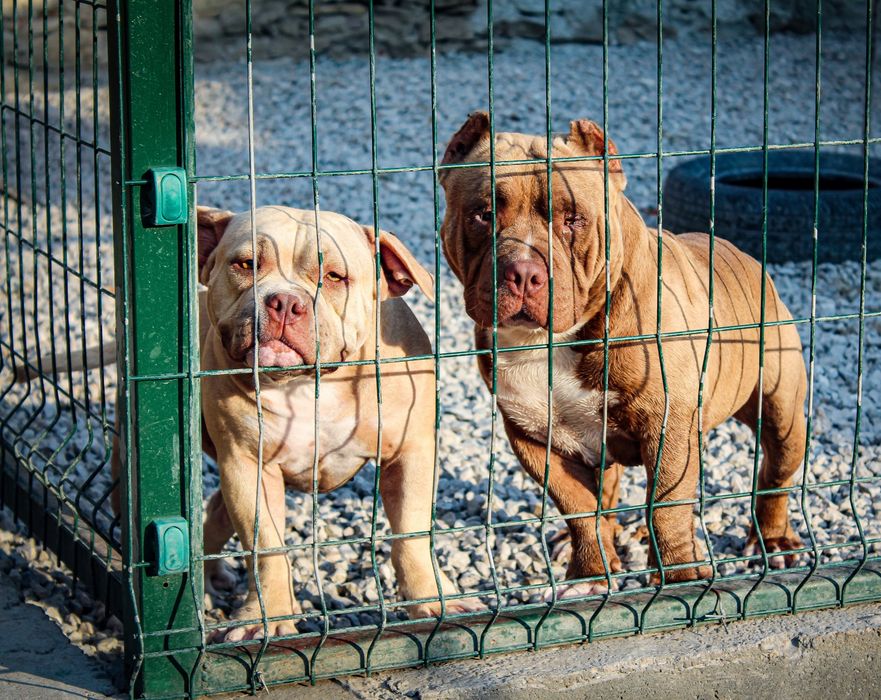 Американско були покет