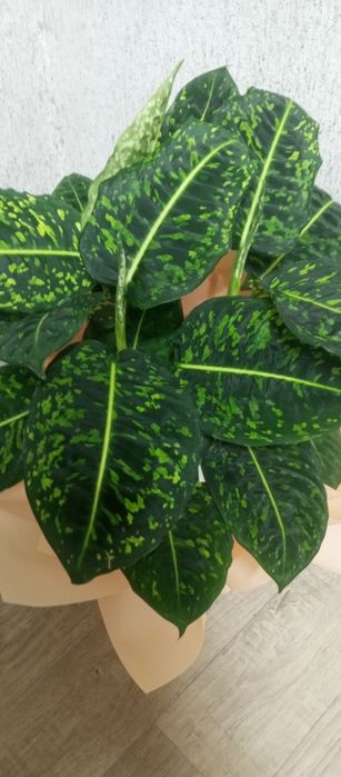 Продам дифенбахия рефлектор
