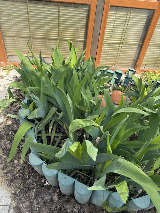 Продам саженцы Ириса.