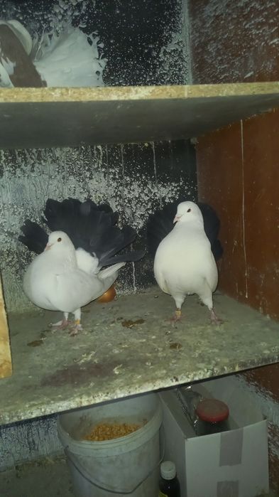 Голуби,кептер,павлины пара