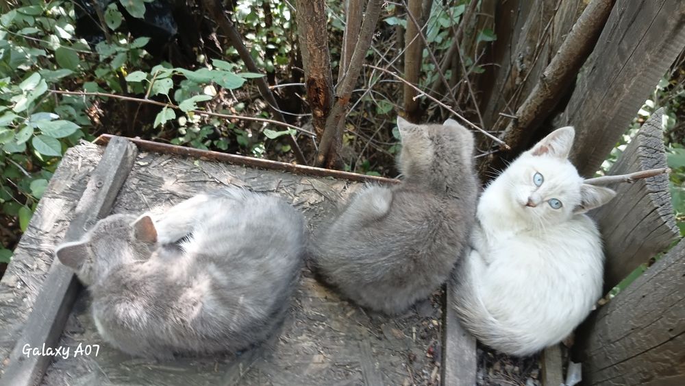 Отдам котят в добрые ручки!