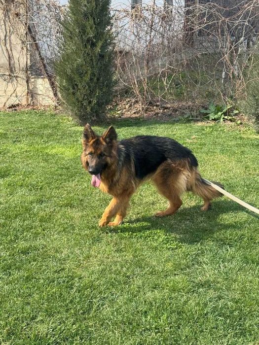 Немецкая овчарка