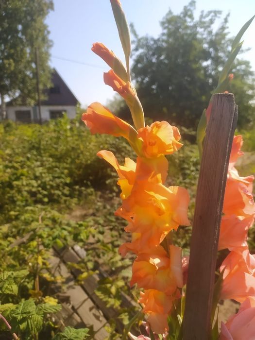 Ромашки, гелиопсис, гладиолусы/ букеты, цветы
