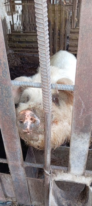 Продам кабана или обменяю