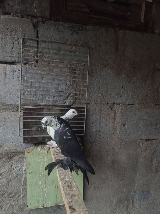 Голубь сочь с игрой и тягой