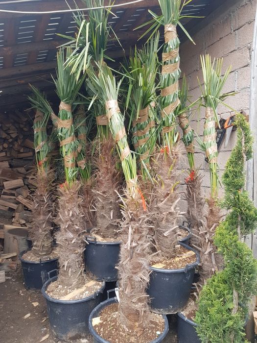 Magnolie tufa pon pon spirala