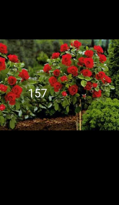 Като дръвче ароматни