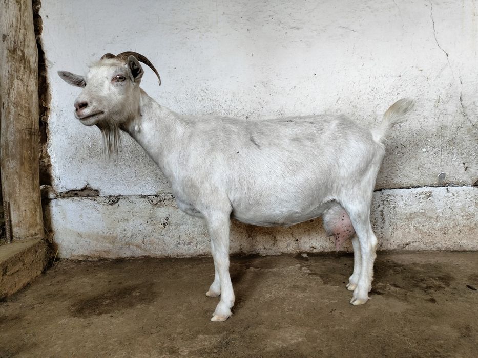 Козы гарантия 2025