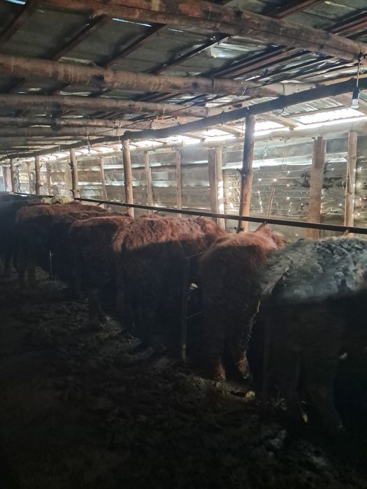 Продам телят все бычки