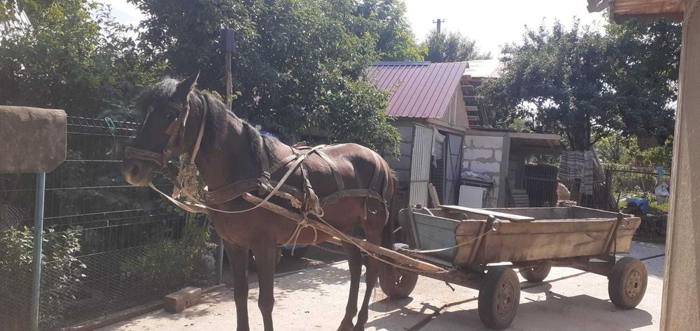 Iapa de vanzare cu caruta
