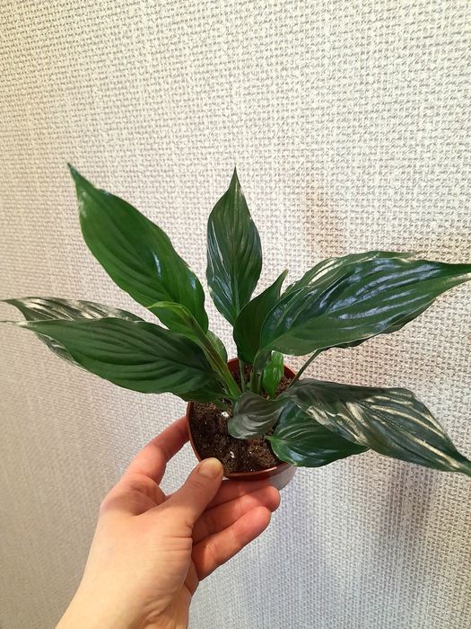 Продам Спатифиллум Блэк