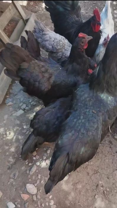 Vând o familie de australop