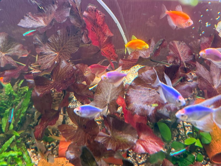 Нимфея Лотос Красная