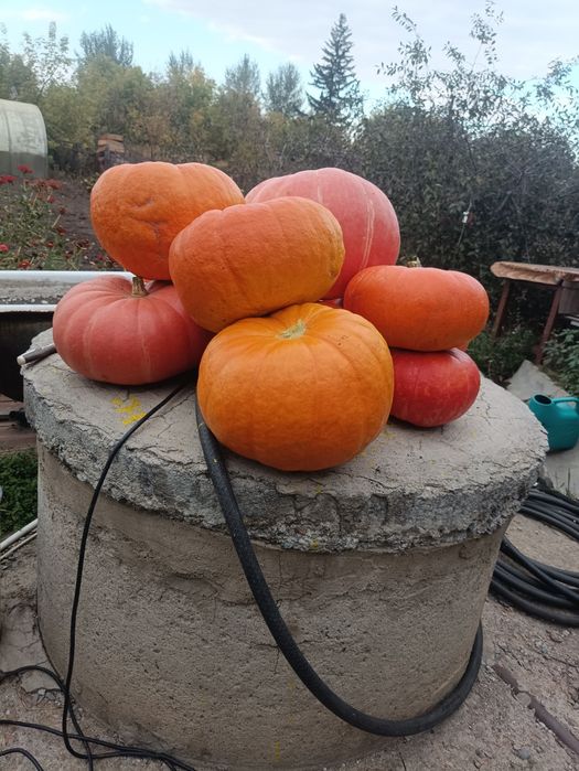Продам тыква домашняя .