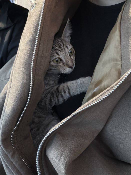 Котенок мальчик отдам сами привезем