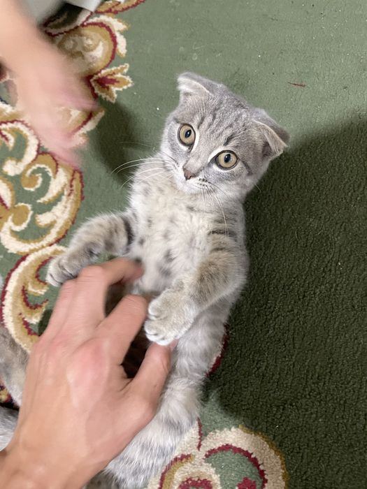 Шотландский кошка спокойная
