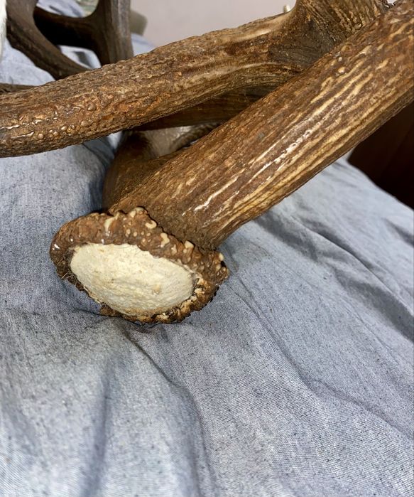 Pereche de coarne de cerb