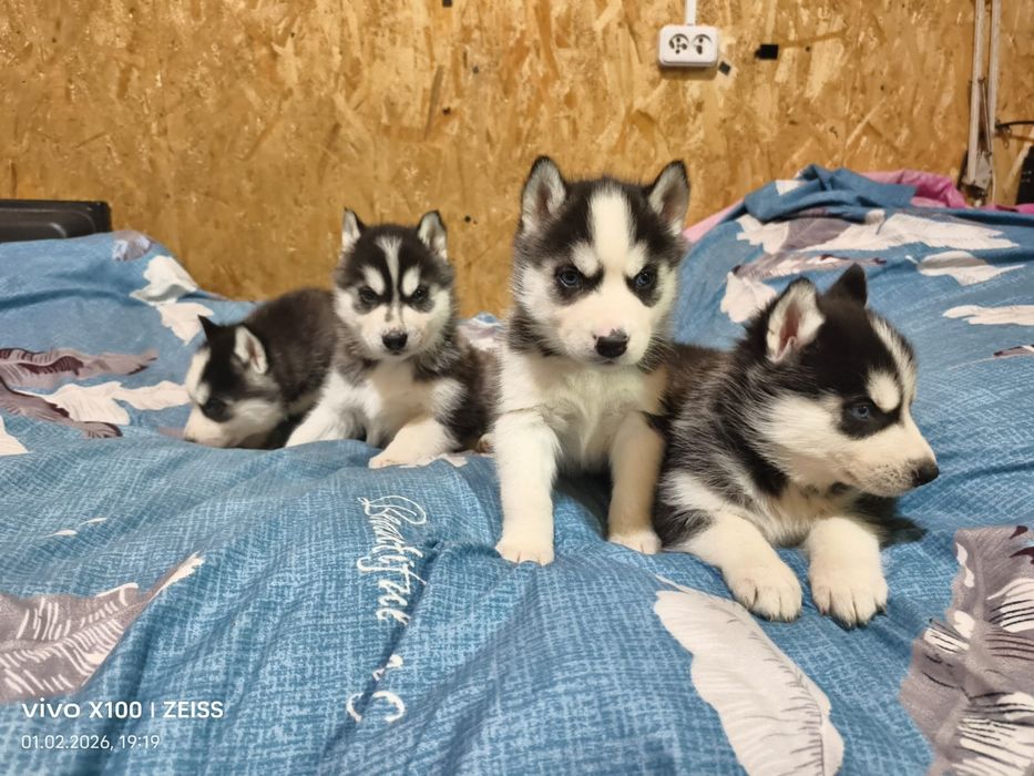 Шикарные щенки сибирской хаски.