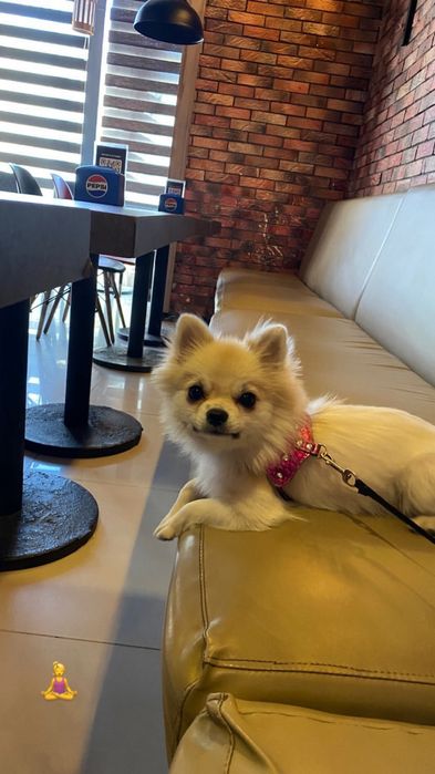 продается белый померанский щпиц