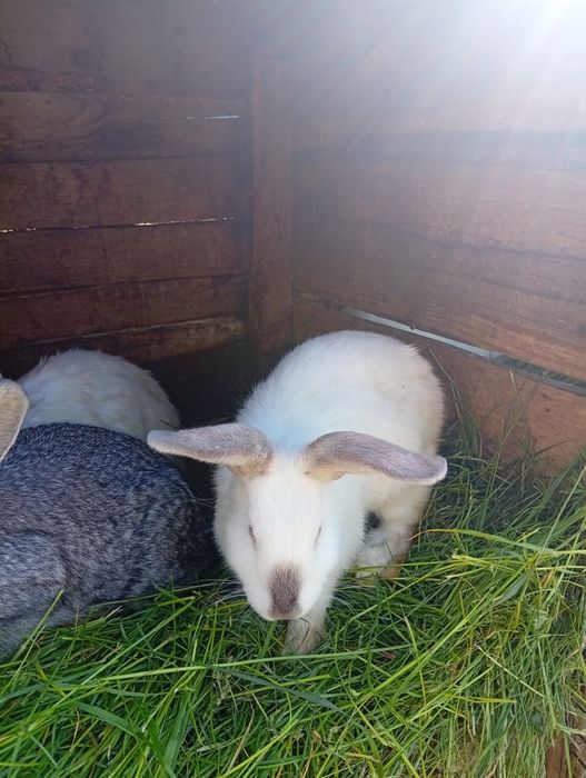Iepuri de vânzare