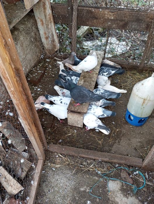 Porumbei ornament voiajori colorați