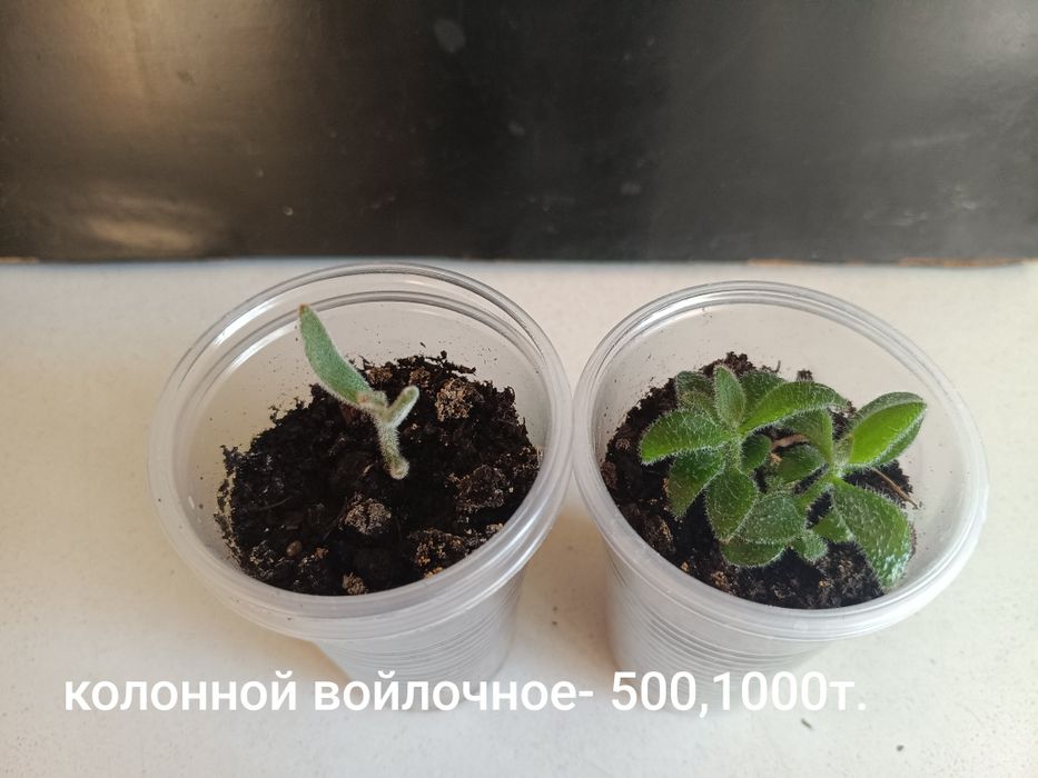Отростки комнатных растений