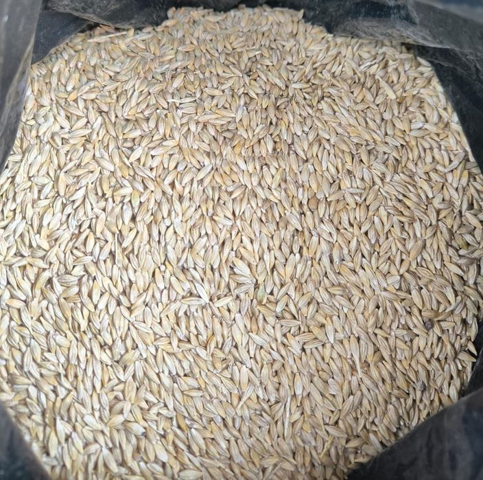 Ячмень.Зерновой чат!Все корма.