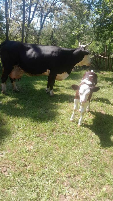 Vaca de vanzare si vitel