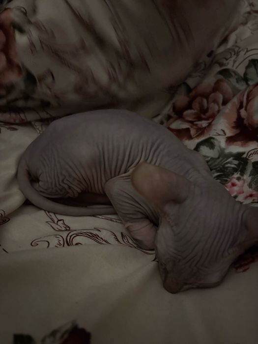 Продается сфинкс