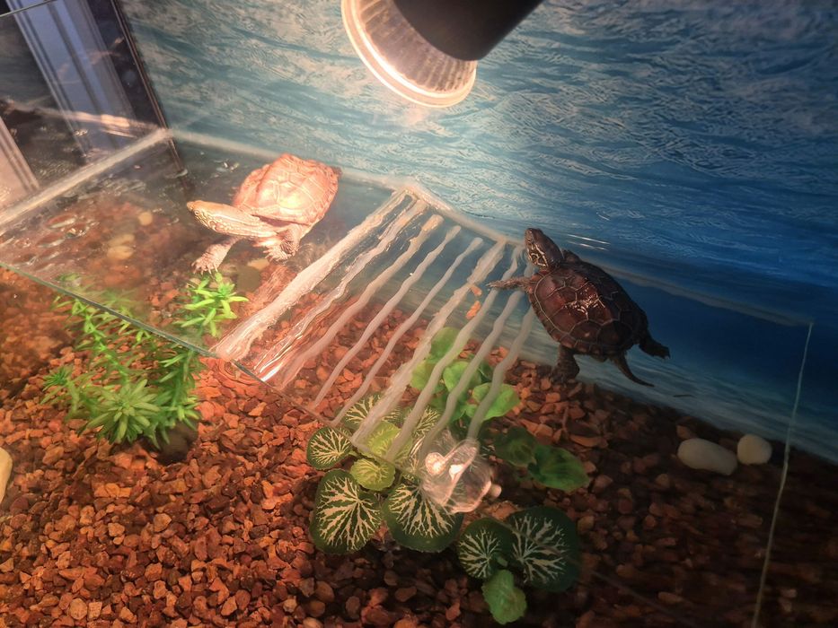 Vand broscute testoase