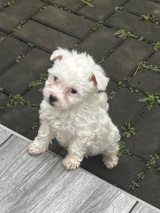 Bichon Maltez mascul