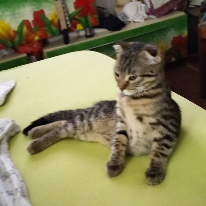 Вязка .за котенка.
