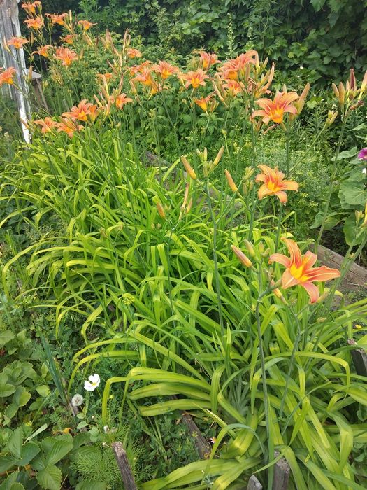 Цветы многолетние корневищем 500тенге