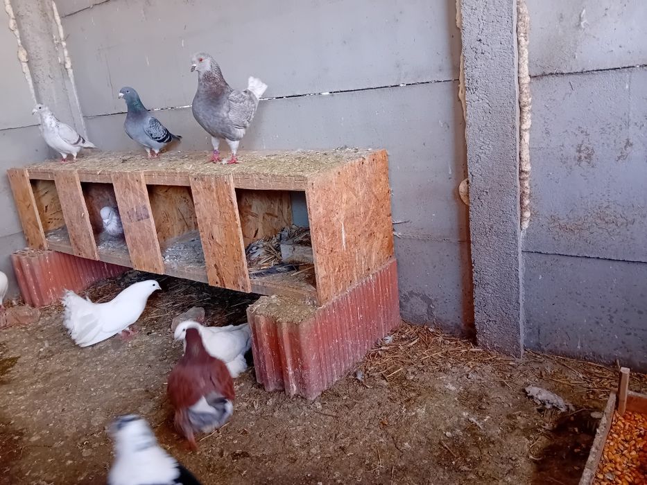 Porumbei de vânzare