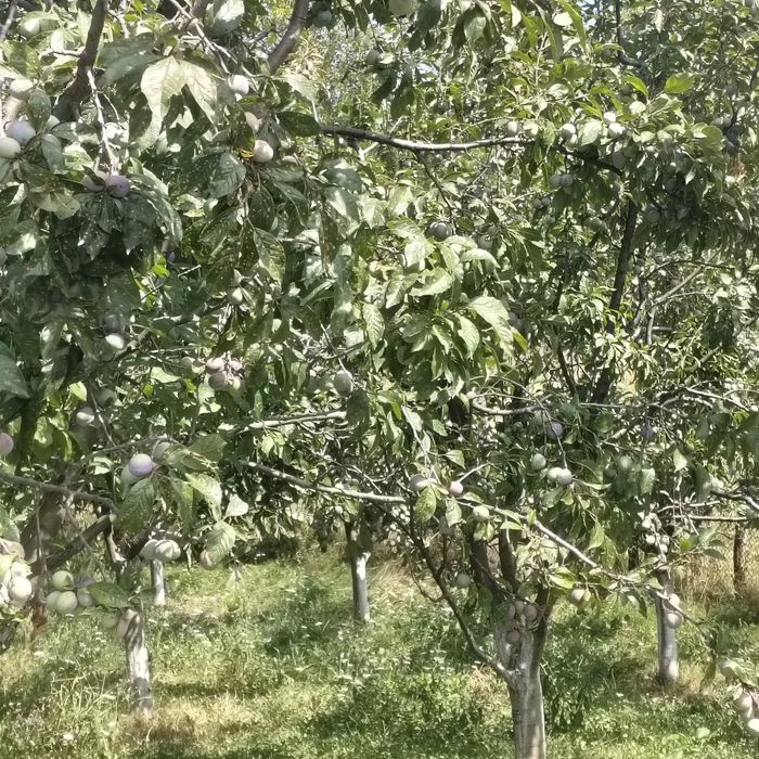 Prune de vanzare
