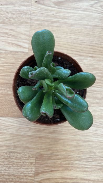 Комнатные цветочки