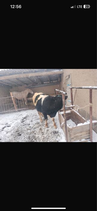 бұқа бордақы семіз….