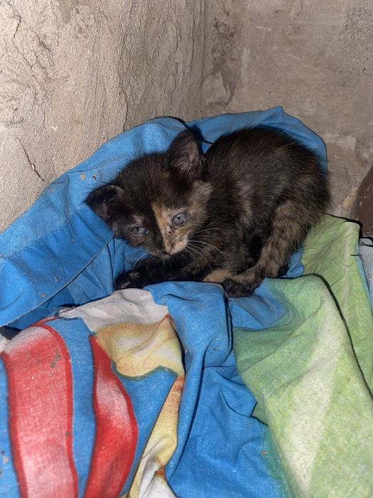 2 котят ищат новый дом , отдам бесплатно