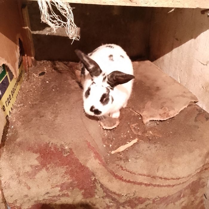 Продам кролик малчикь