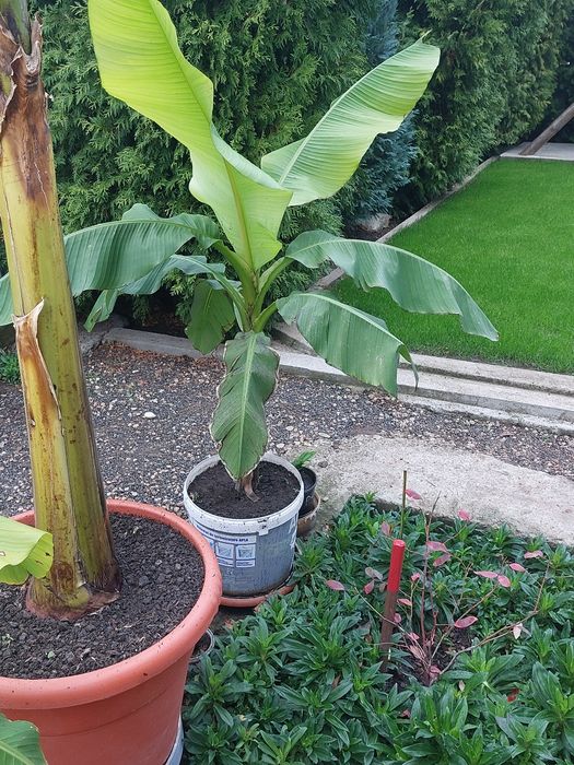 Bananieri , portocali